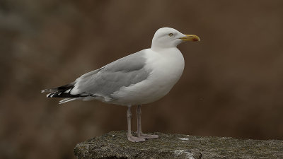 Herring gull / Zilvermeeuw