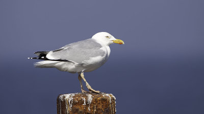 Herring gull / Zilvermeeuw