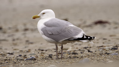 Herring gull / Zilvermeeuw