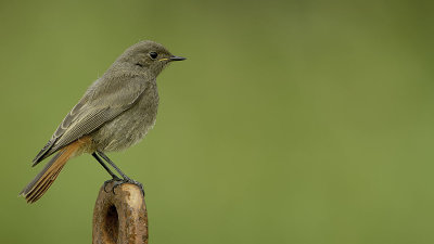 Black Redstart / Zwarte Roodstaart