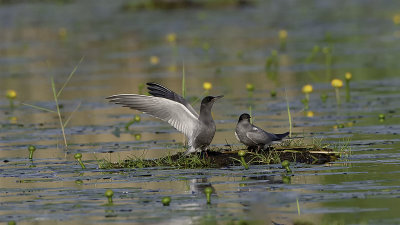 Black Tern / Zwarte Stern