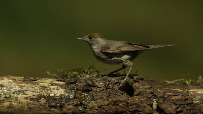 Zwartkop / Blackcap