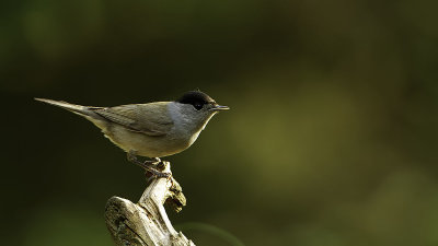 Zwartkop / Blackcap