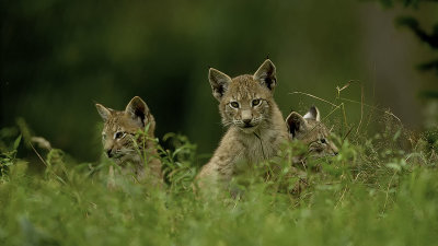 Eurasian Lynx / Euraziatische Lynx
