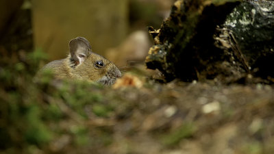 Wood Mouse / Bosmuis