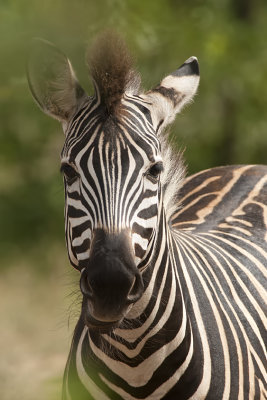 Zebra / Zebra