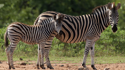 Zebra / Zebra