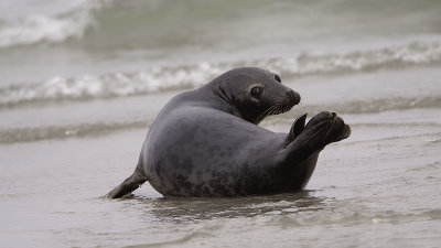 Grey Seal / Grijze Zeehond