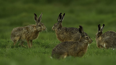 Haas / European hare
