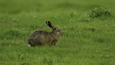Haas / European hare