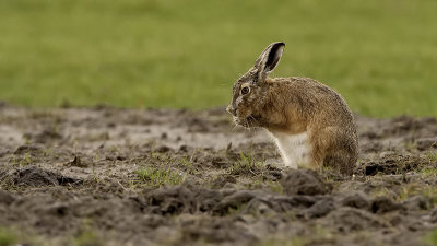 Haas / European hare