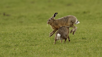 Haas / European hare