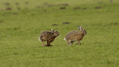 Haas / European hare