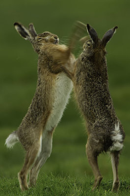 Haas / European hare