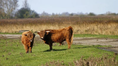 Highland Cattle / Schotse Hooglander