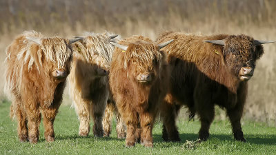 Highland Cattle / Schotse Hooglander