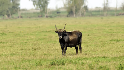 Heckrund / Heck cattle