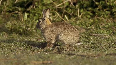 European Rabbit / Europees Konijn