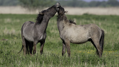 Konik / Konik