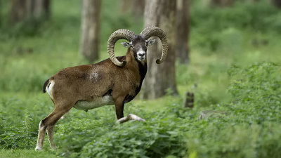Mouflon / Mouflon