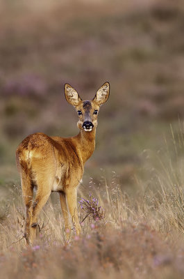Ree / Roe deer