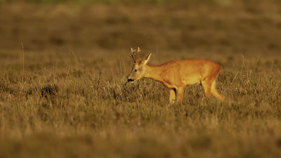 Ree / Roe deer