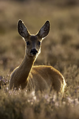 Ree / Roe deer