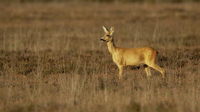 Ree / Roe deer