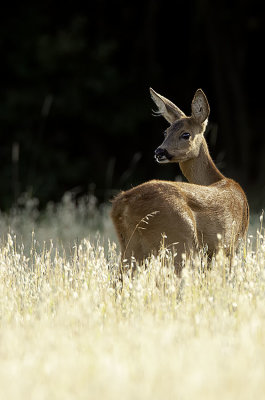 Ree / Roe deer