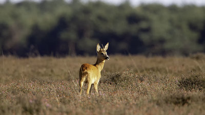 Ree / Roe deer