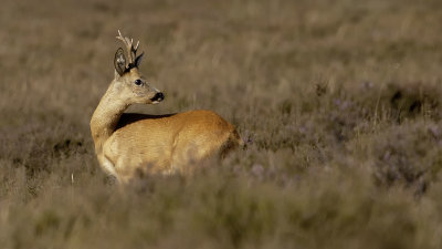 Ree / Roe deer