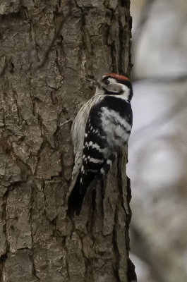 Lesser Spotted Woodpecker / Kleine Bonte Specht