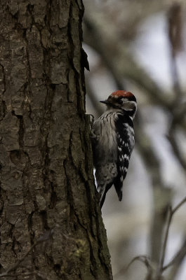 Lesser Spotted Woodpecker / Kleine Bonte Specht