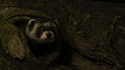 Bunzing / European polecat