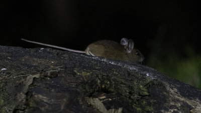 Yellow-necked Mouse / Grote Bosmuis