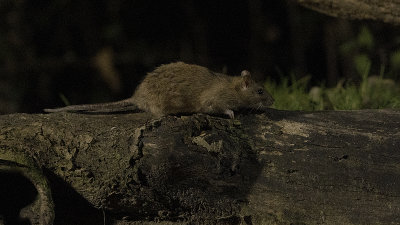 Brown Rat / Bruine Rat