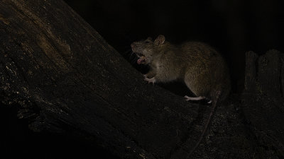Bruine rat / Brown rat