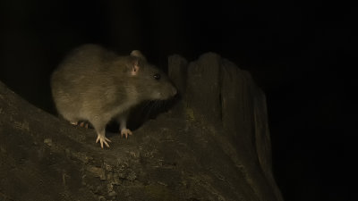 Bruine rat / Brown rat