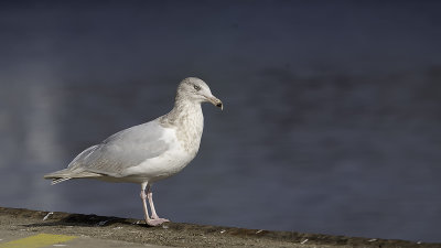 Glaucous Gull / Grote Burgemeester
