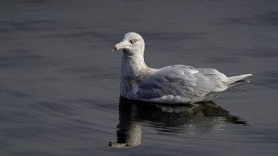 Glaucous Gull / Grote Burgemeester
