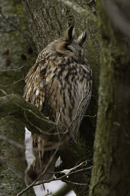 Ransuil / Long-eared Owl