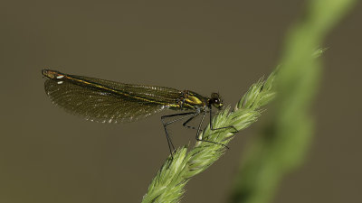 Weidebeekjuffer / Calopteryx splendens