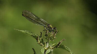 Weidebeekjuffer / Calopteryx splendens