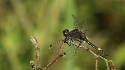 Gevlekte witsnuitlibel / Leucorrhinia pectoralis