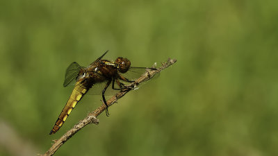 Platbuik / Libellula depressa