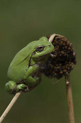 Common Tree Frog / Boomkikker