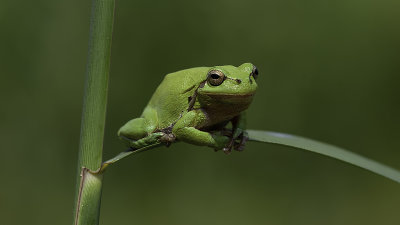 Boomkikker / Common tree frog