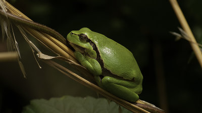 Boomkikker / Common tree frog