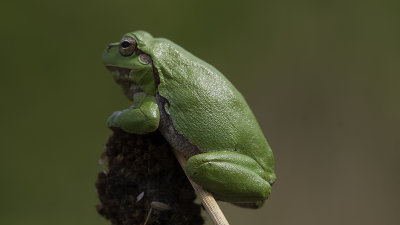 Boomkikker / Common tree frog