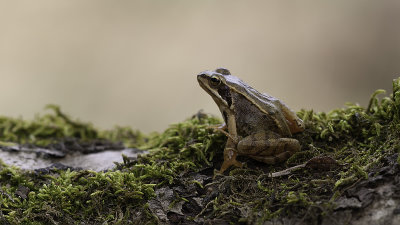 Common Frog / Bruine Kikker